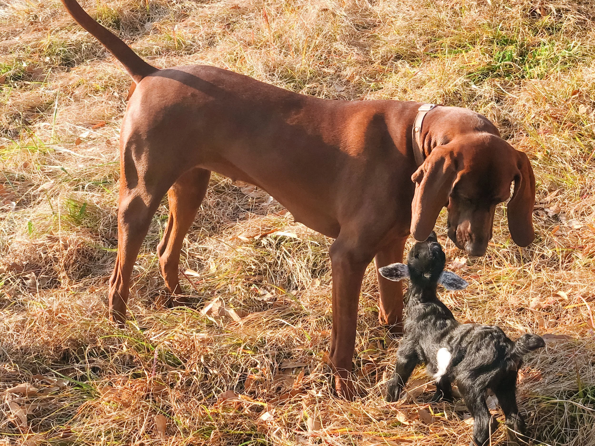A playful dog interacting with a curious goat on grassy ground, showcasing a harmonious bond between different animal species in a natural setting.