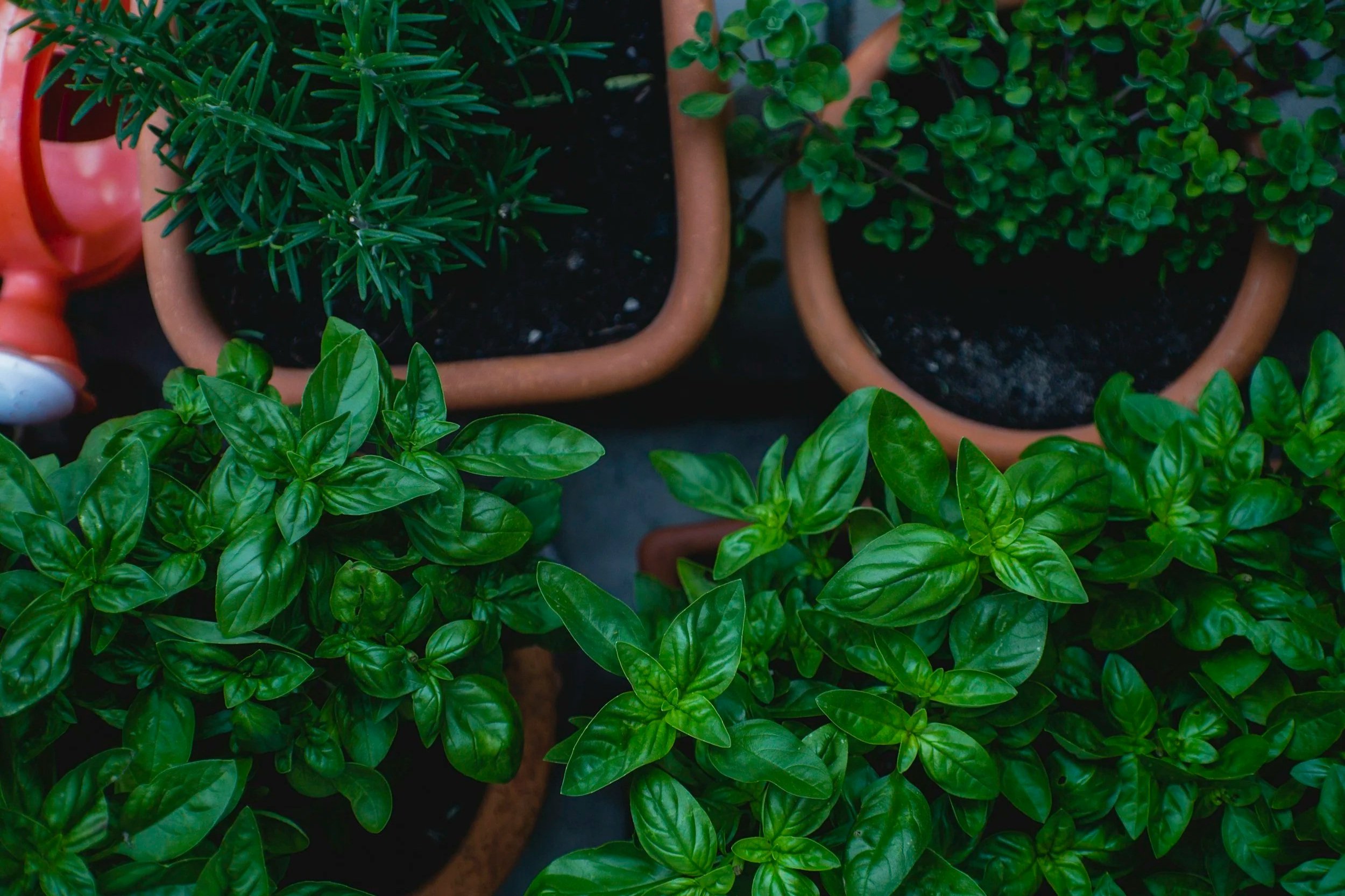 Lush green basil plants growing in terracotta pots, surrounded by rosemary and oregano, showcasing a vibrant herb garden.